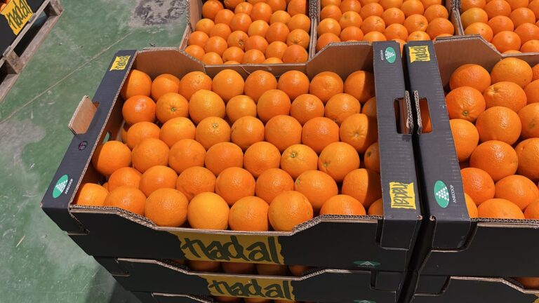 Fruta cítrica naranjas