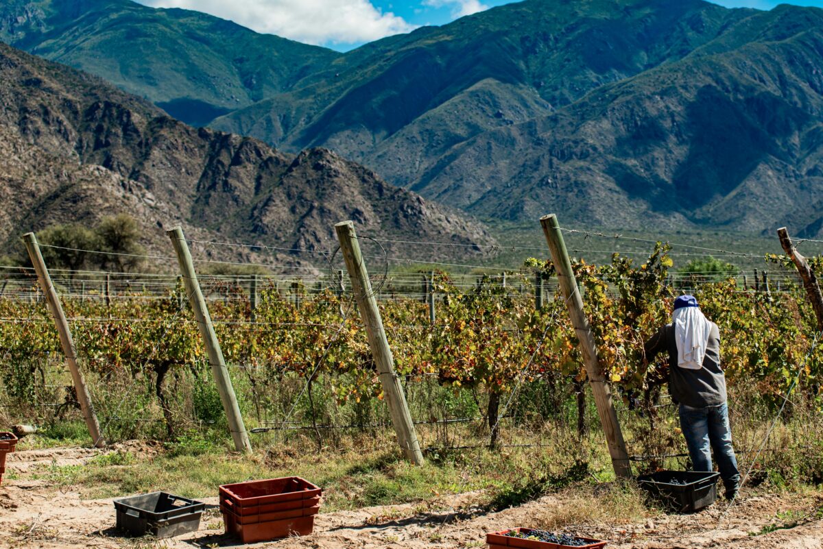 Plantación cítricos