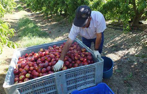 recolecta de fruta